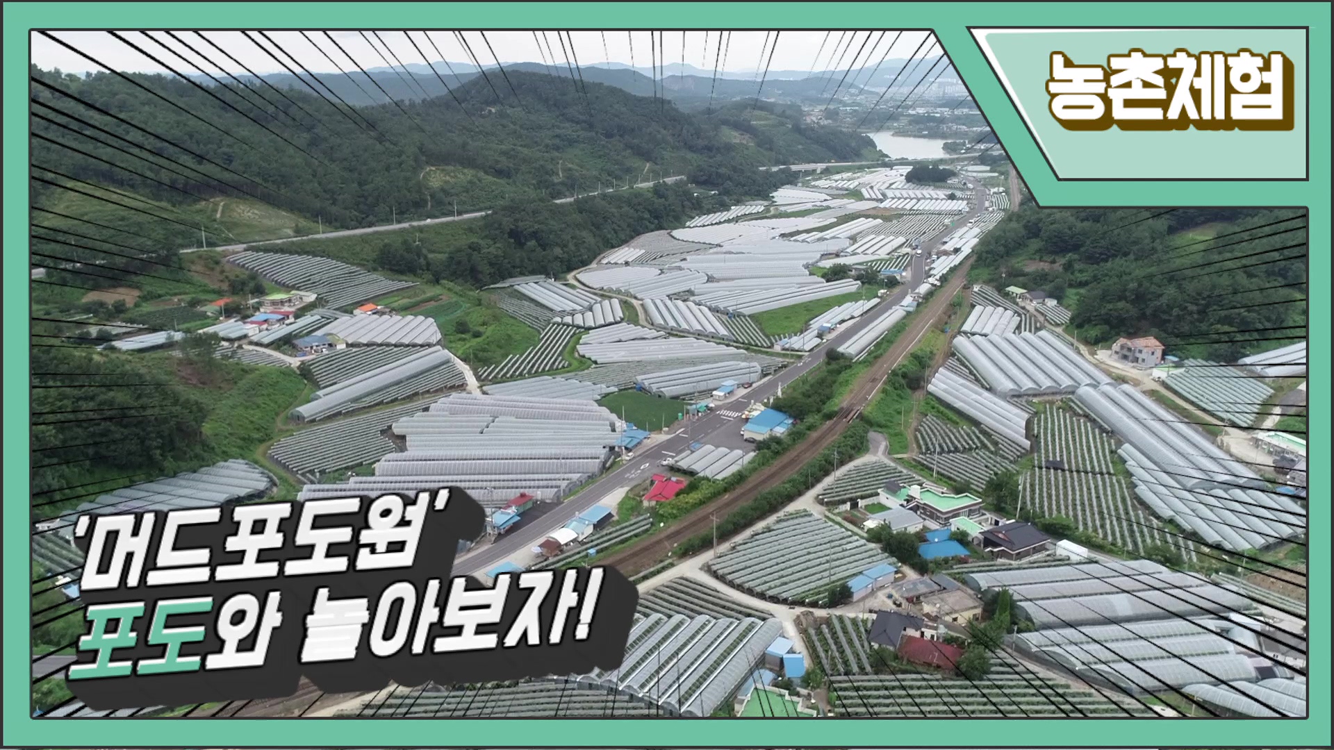 '머드포도원'포도와 놀아보자